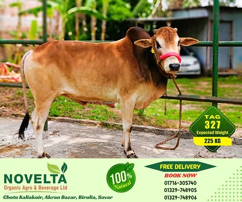 225 KG Weighted Qurbani Cow-Tag 327