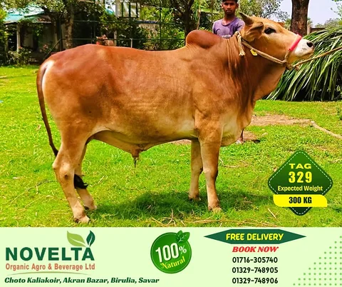 300 KG Weighted Qurbani Cow-Tag 329