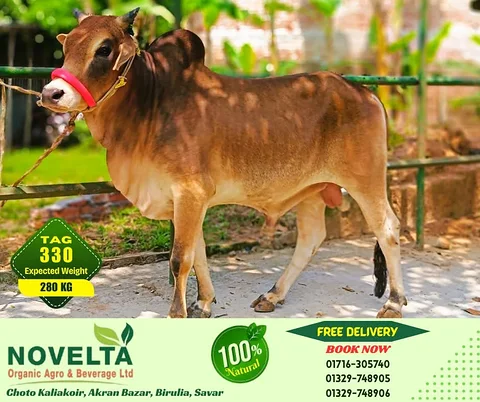 280 KG Weighted Qurbani Cow-Tag 330