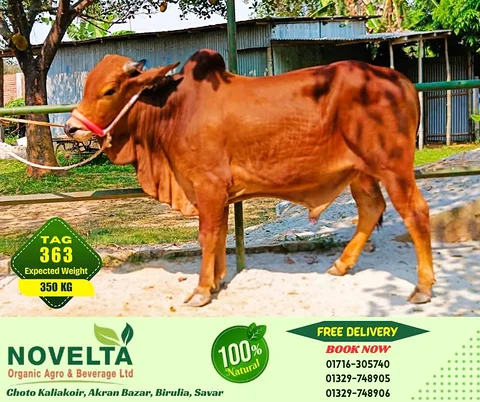 350 KG Weighted Qurbani Cow-Tag 363