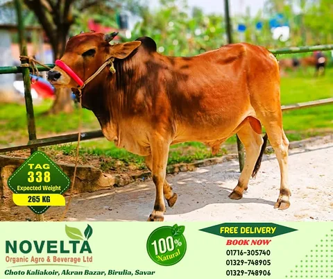 265KG Weighted Qurbani Cow-Tag 338