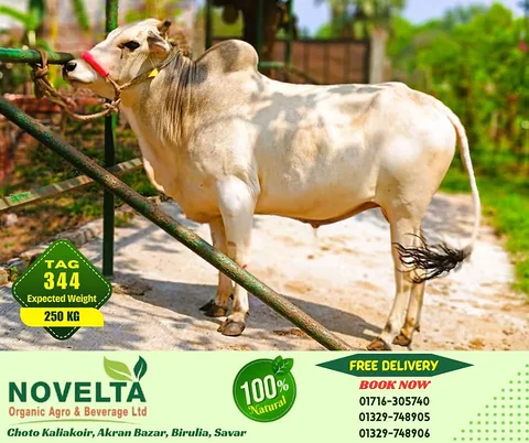 250 KG Weighted Qurbani Cow-Tag 344