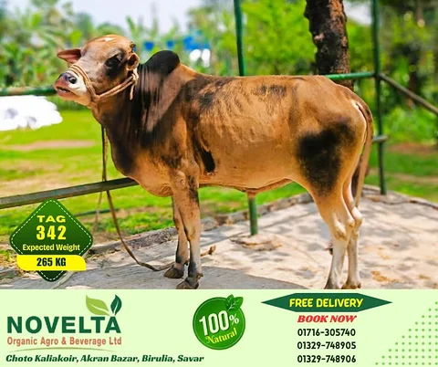 265 KG Weighted Qurbani Cow-Tag 342
