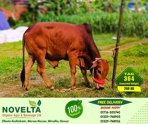 260 KG Weighted Qurbani Cow-Tag 364
