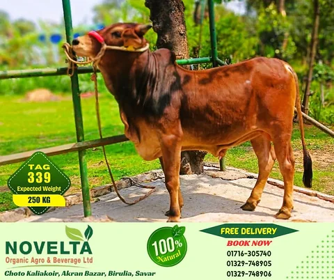 250 KG Weighted Qurbani Cow-Tag 339