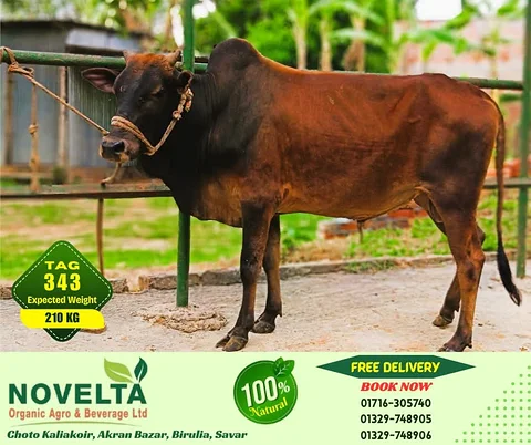 210 KG Weighted Qurbani Cow-Tag 343