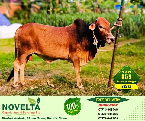 265 KG Weighted Qurbani Cow-Tag 369