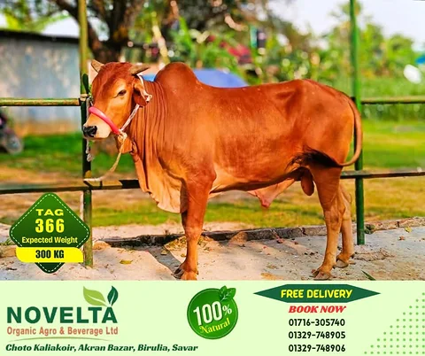 300 KG Weighted Qurbani Cow-Tag 366