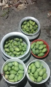 গাছের কাচা আম