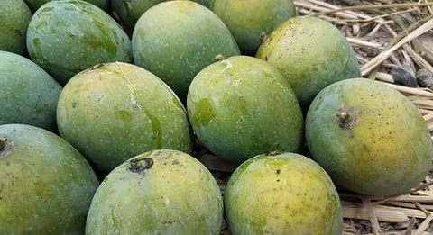 রাজশাহীর আম