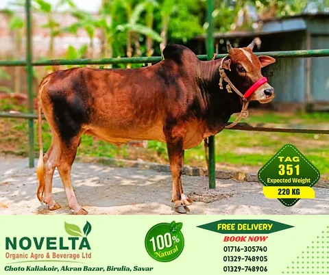 220 KG Weighted Qurbani Cow-Tag 351