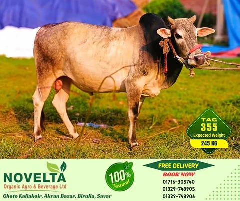 245 KG Weighted Qurbani Cow-Tag 355