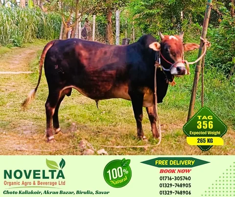 265 KG Weighted Qurbani Cow-Tag 356