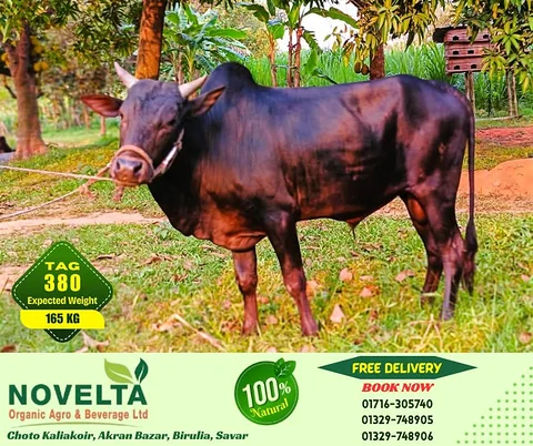 165 KG Weighted Qurbani Cow-Tag 380