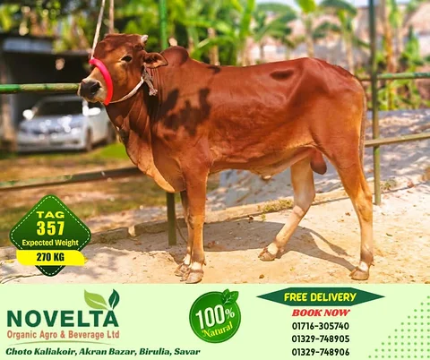 270 KG Weighted Qurbani Cow-Tag 357