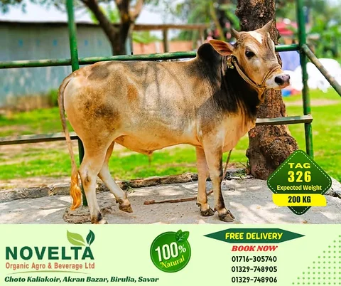 200 KG Weighted Qurbani Cow-Tag 326