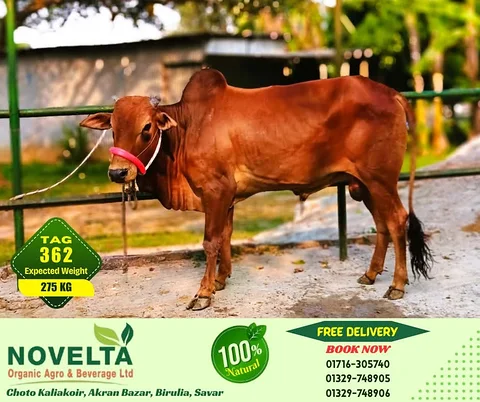275 KG Weighted Qurbani Cow-Tag 362
