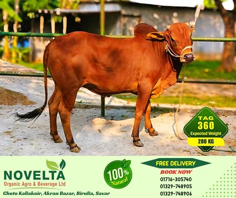 280 KG Weighted Qurbani Cow-Tag 360
