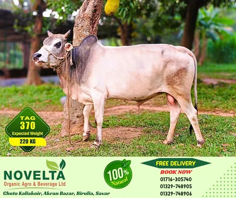 220 KG Weighted Qurbani Cow-Tag 370