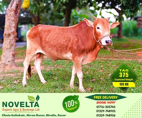 155 KG Weighted Qurbani Cow-Tag 375