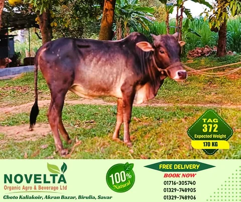 170 KG Weighted Qurbani Cow-Tag 372