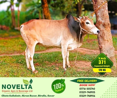 170 KG Weighted Qurbani Cow-Tag 371