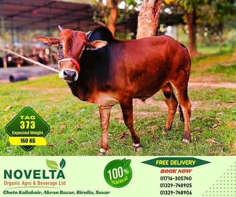160 KG Weighted Qurbani Cow-Tag 373