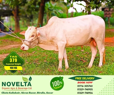 160 KG Weighted Qurbani Cow-Tag 379