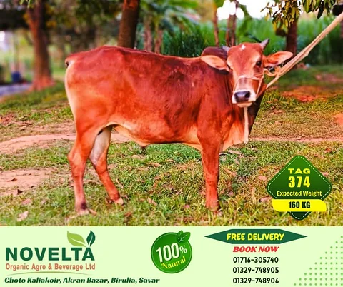 160 KG Weighted Qurbani Cow-Tag 374