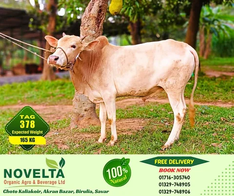 165 KG Weighted Qurbani Cow-Tag 378