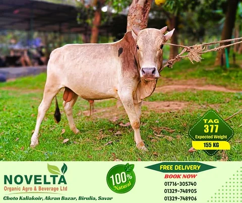 155 KG Weighted Qurbani Cow-Tag 377