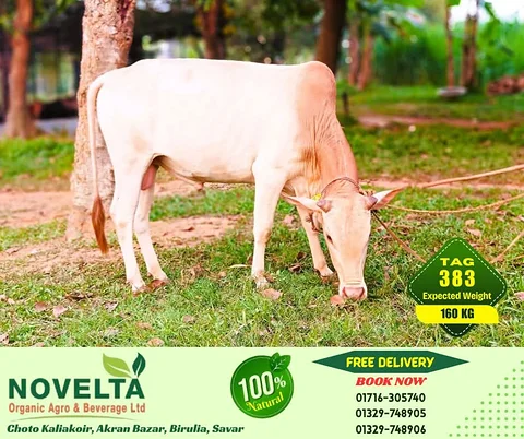 160 KG Weighted Qurbani Cow-Tag 383