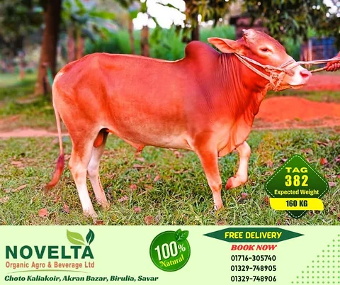 160 KG Weighted Qurbani Cow-Tag 382