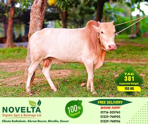 155 KG Weighted Qurbani Cow-Tag 381