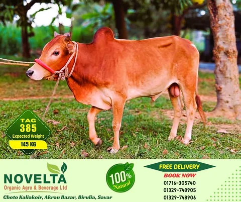145 KG Weighted Qurbani Cow-Tag 385