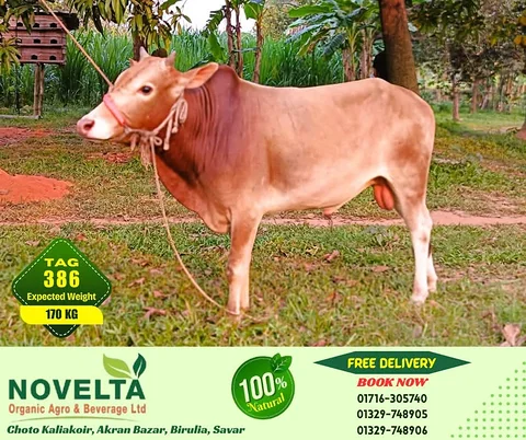170 KG Weighted Qurbani Cow-Tag 386