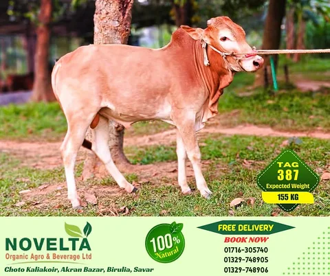 155 KG Weighted Qurbani Cow-Tag 387