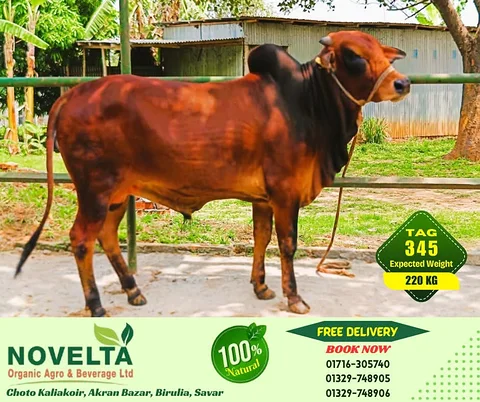 220 KG Weighted Qurbani Cow-Tag 345