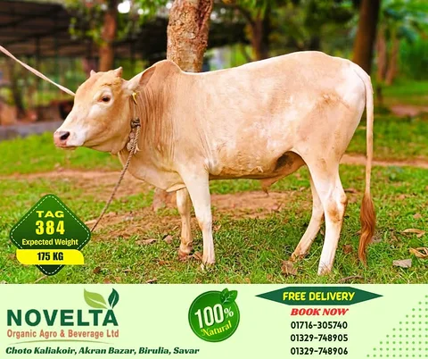 175 KG Weighted Qurbani Cow-Tag 384