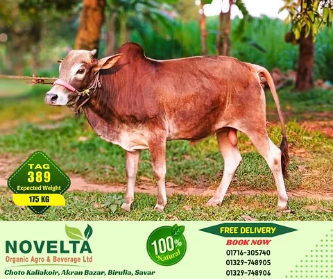 175 KG Weighted Qurbani Cow-Tag 389