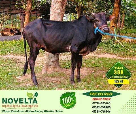 165 KG Weighted Qurbani Cow-Tag 388