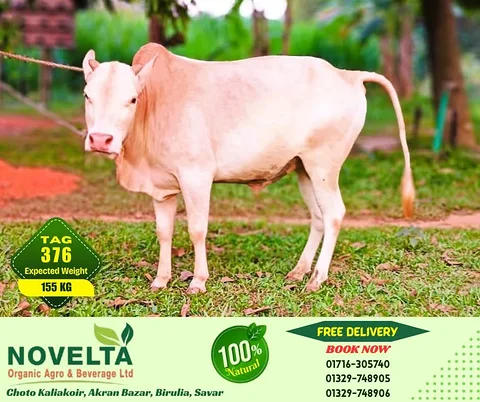 155 KG Weighted Qurbani Cow-Tag 376