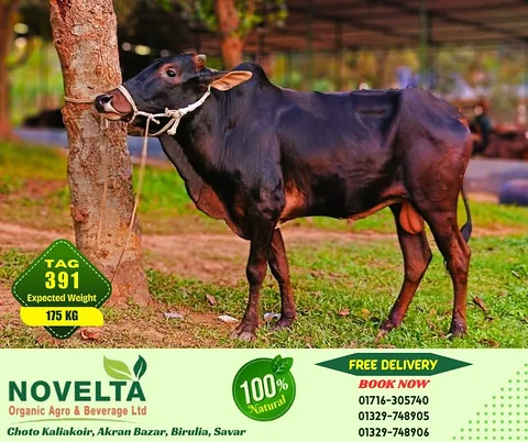 175 KG Weighted Qurbani Cow-Tag 391
