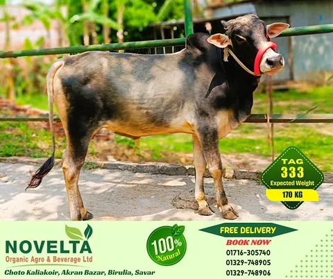170 KG Weighted Qurbani Cow-Tag 333