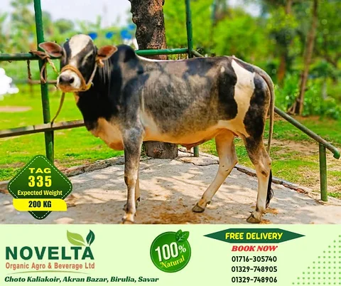 200 KG Weighted Qurbani Cow-Tag 335