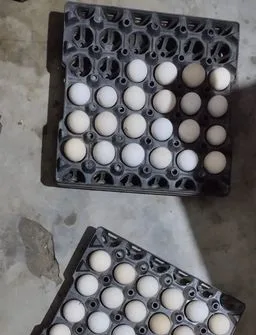 ডিম