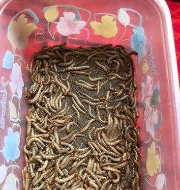 Superworm bitol poka