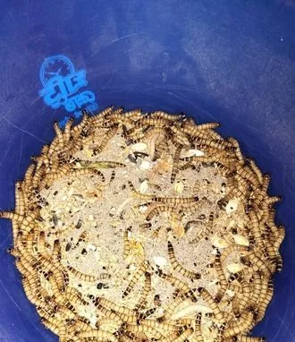 বিটল পোকা