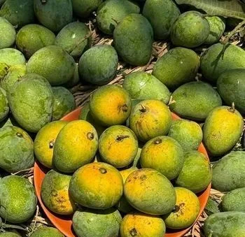 রাজশাহীর সেরা গোপালভোগ