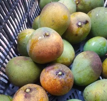 সাতক্ষীরার হিমসাগর আম